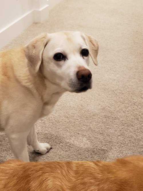 Gracie