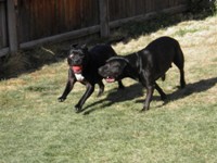 Bubba & Gizmo