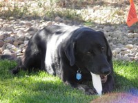 Buddy