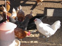 Chickens