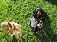 Gus, Rocky & Sammy