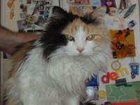 Lexie