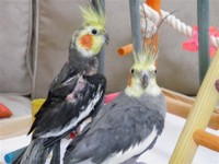 Peaches & Pepper