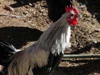 Rooster
