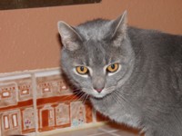 Sam