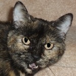 Shira