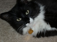 Tallulah