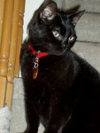 Tom