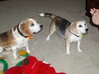 Wyatt & Boone