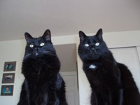 Zeke & Sirus